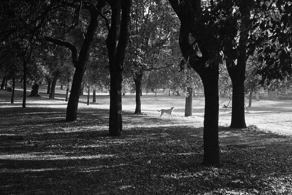 Roma, Italy, black and white film photography, Grégoire Saunier